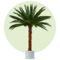 Preview: Palme Areca 2,5m